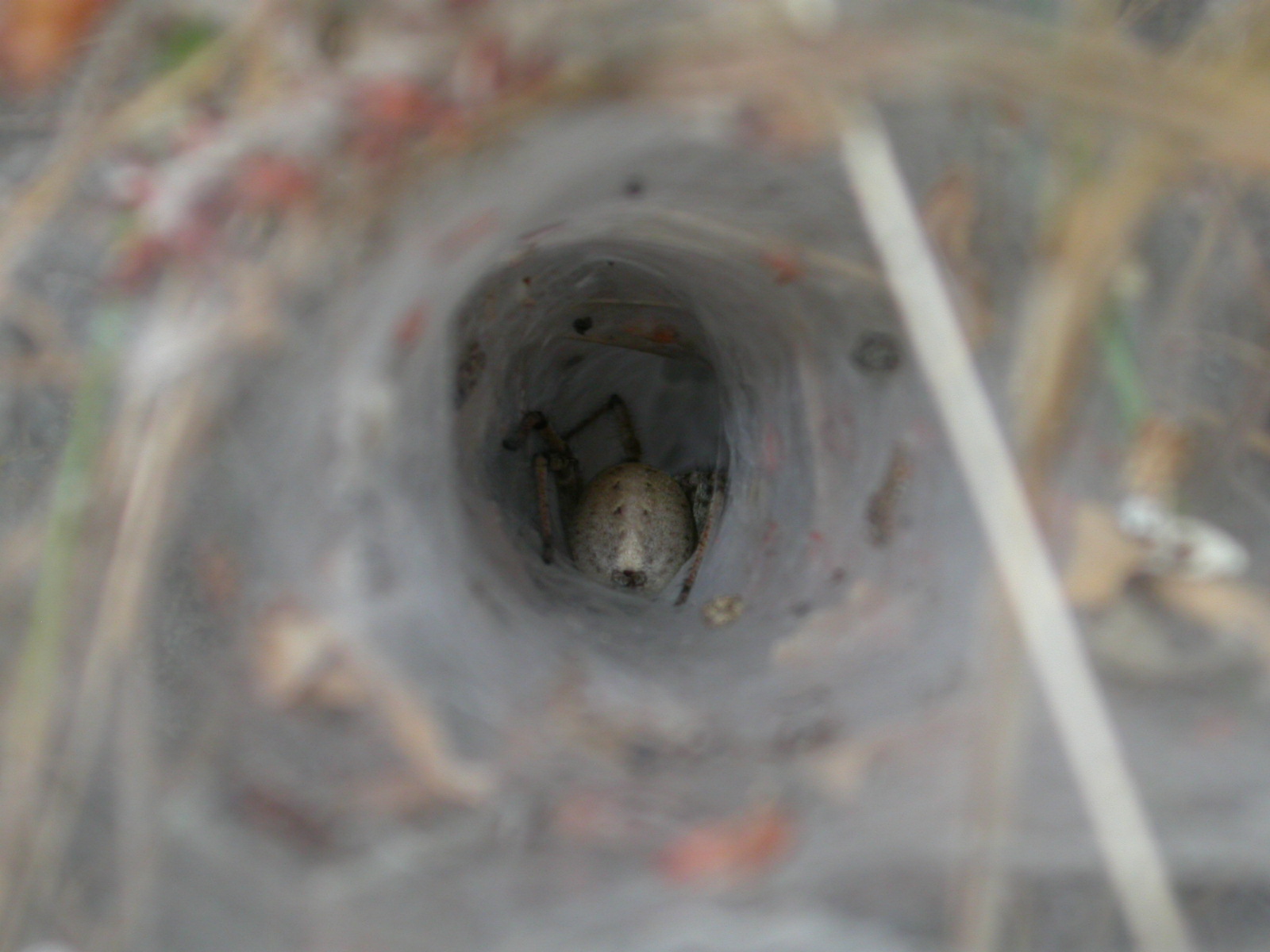 Huni ağ örümceği - Agelena labyrinthica (Clerck,1757)